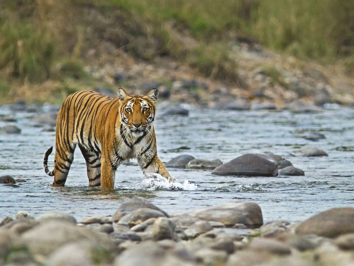 destination wedding jim corbett lion