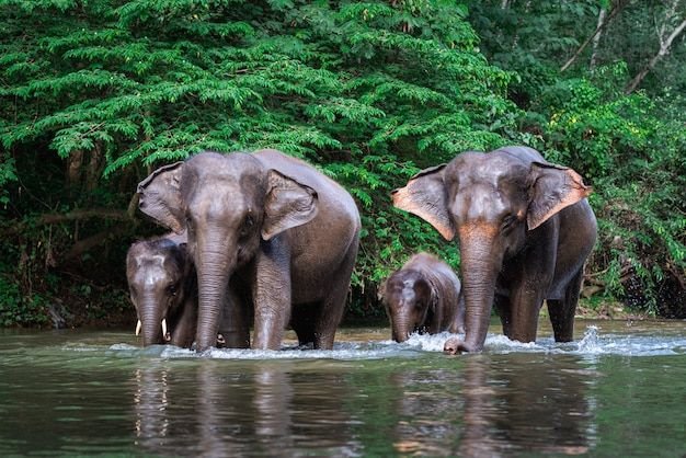 elephant Joyful Haldi Ceremony Celebration- vow resort destination wedding